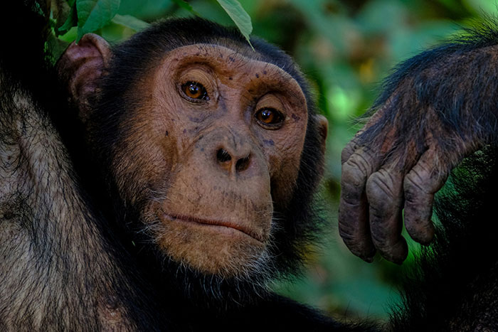 10/13/25 – The passing of Jane Goodall